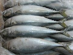 Ikan Kembung Segar